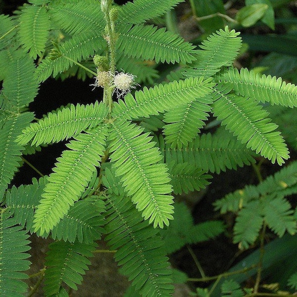 60+ TOUCH ME NOT Mimosa  Perennial  or Annual House Plant  / Responds to Touch Flower Seeds