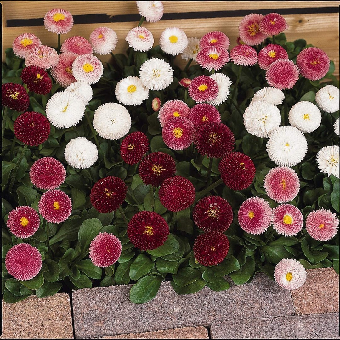 50 BELLIS TASSO MIX English Daisy Pelleted Perennial Flower - Etsy