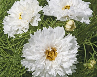 120+  COSMOS DOUBLE DUTCH White Annual Long Bloom Season Flower Seeds