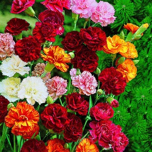 40+   CARNATION GRENADIN Hardy Triumph MIX / Fragrant Perennial Hardy Flower Seeds