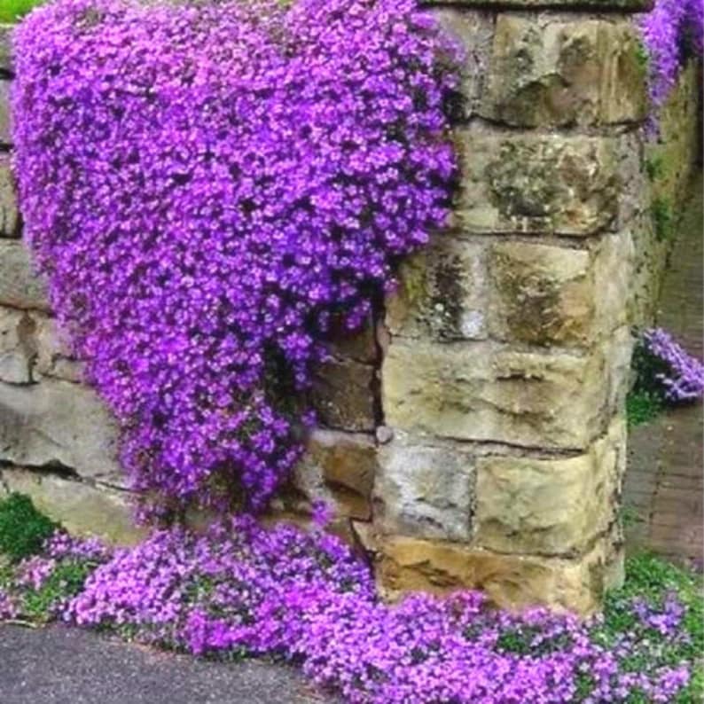 80 AUBRIETA CASCADE PURPLE Rock Cress Perennial Fragrant Deer Resistant Ground Cover Flower Seeds image 1