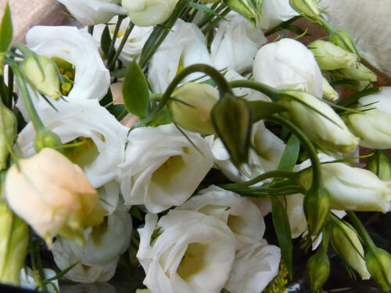 15 LISIANTHUS WHITE 100/% Double Flowered Deer /& Rabbit Resistant Long Bloom Season Flower Seeds