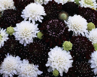 25+ SCABIOSA NIGHT & DAY  Black and White Pincushions / Fragrant Deer Resistant / Easy Perennial Flower Seeds