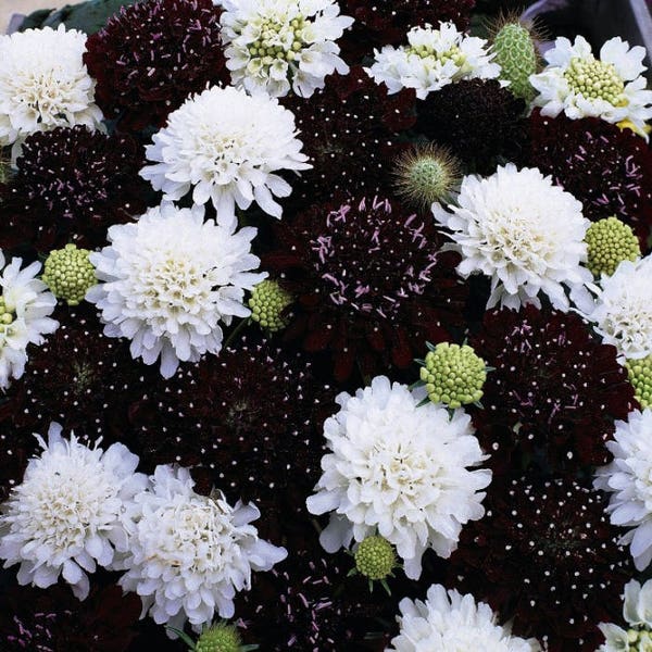 50+ SCABIOSA NIGHT & DAY  Black and White Pincushions / Fragrant Deer Resistant / Easy Perennial Flower Seeds