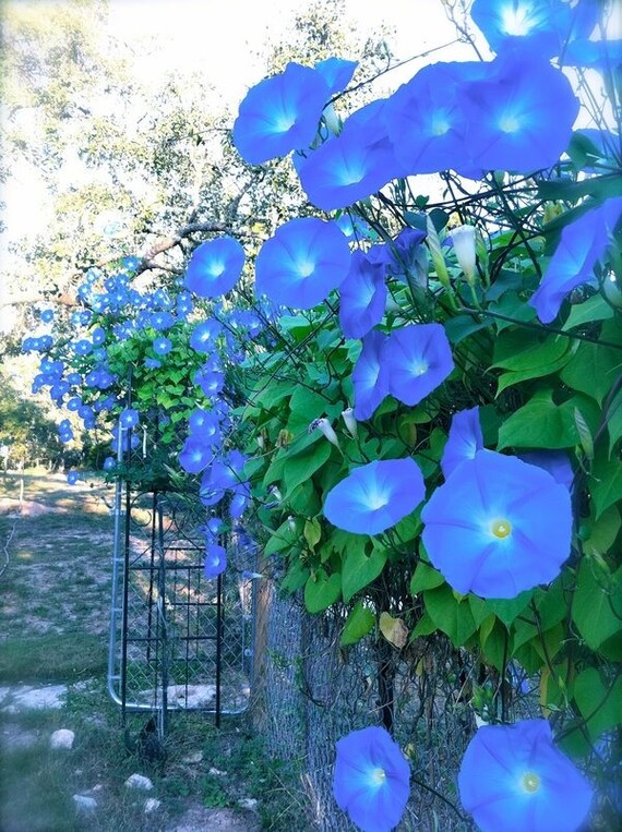 25 MORNING GLORY Clark's Heavenly Blue Vine / All - Etsy Norway