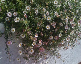 60+  SANTA BARBARA DAISY Erigeron Perennial  Easy Ground Cover Hanging Pot Flower Seeds