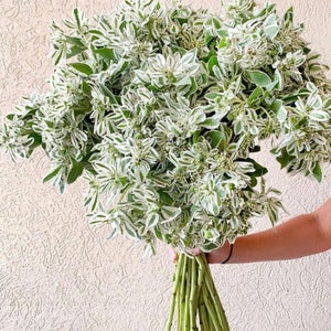 60 SNOW on the MOUNTAIN, Euphorbia Marginata Deer & Rabbit Resistant Annual Flower Seeds image 4