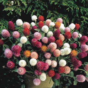 60 GOMPHRENA Globosa MIX Annual Heat Humidity Tolerant Flower Seeds image 4