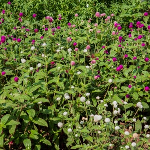 60 GOMPHRENA Globosa MIX Annual Heat Humidity Tolerant Flower Seeds image 6