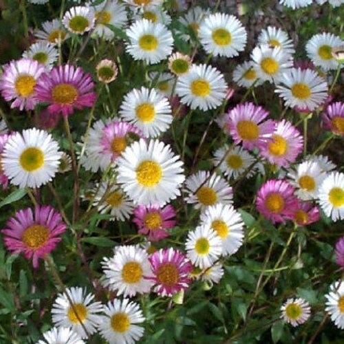 30 Denver Daisy Rudbeckia / Perennial / Flower Seeds. Etsy