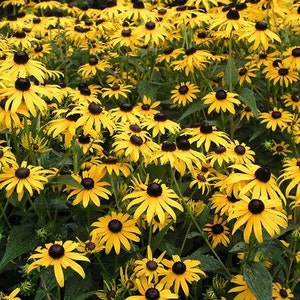 60+  BLACK EYED SUSAN, Rudbeckia aka Cone flower / Deer Resistant / Perennial Flower Seeds