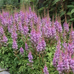 120 ASTILBE Chinensis, Pumila, Lilac Rose 10 inch / Easy SHADE PERENNIAL Flower Seeds Bild 2