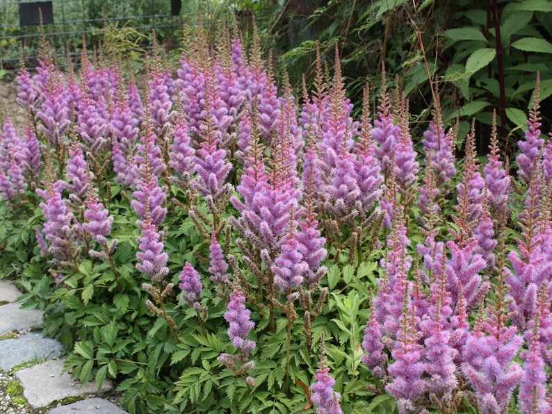 120 ASTILBE Chinensis, Pumila, Lilac Rose 10 inch / Easy SHADE PERENNIAL Flower Seeds image 2