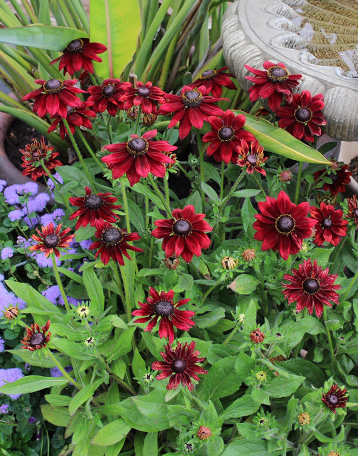 20 RUDBECKIA CHERRY BRANDY / Rabbit & Deer Resistant / Etsy