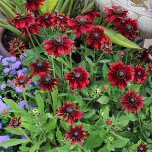 20 RUDBECKIA CHERRY BRANDY / Rabbit & Deer Resistant / Perennial Flower Seeds image 3