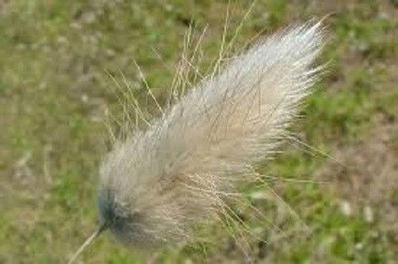 120 BUNNY TAILS Lagurus Hare's Tale Annual Long Lasting Ornamental Grass Flower Seeds image 5