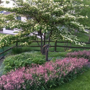 10 Geum PRAIRIE SMOKE, CHERRY Drop Native Perennial Deer Resistant Flower Seeds image 9