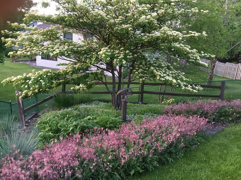 10 Geum PRAIRIE SMOKE, CHERRY Drop Native Perennial Deer Resistant Flower Seeds image 9