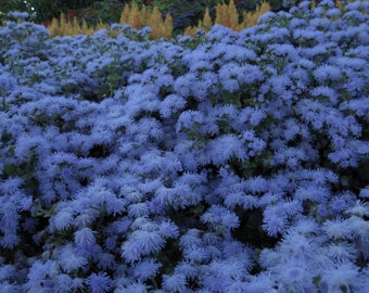 50+   Ageratum, Heirloom BLUE MINK CLOUD  Floss Flower / Heat Tolerant & Mosquito Repellant Flower Seeds