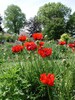 100+  POPPY GIGANTIC  RED  Papaver Orientale / Deer Resistant  Perennial Flower Seeds 