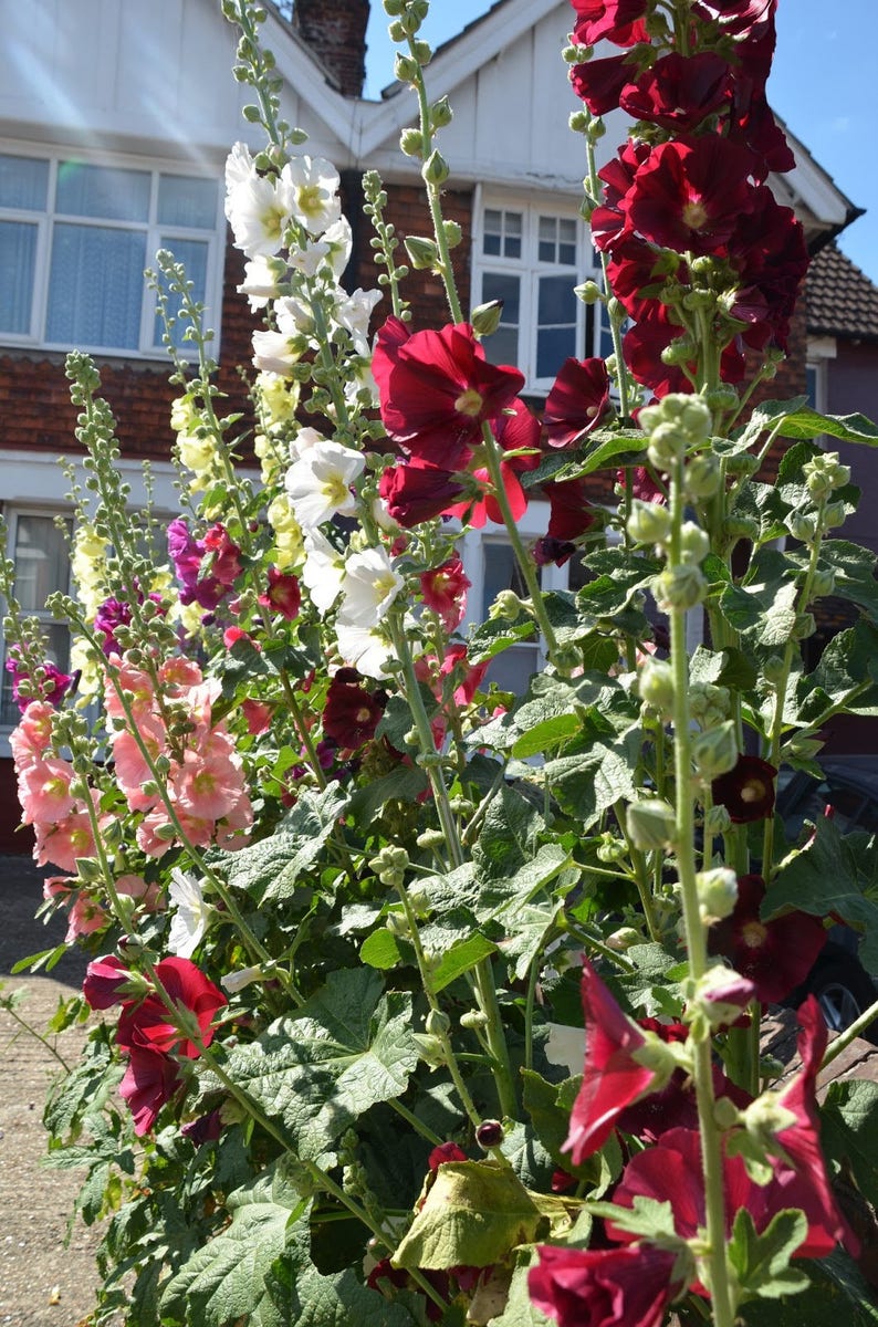 50 HOLLYHOCK INDIAN SPRING, Alcea Rosea / True Heirloom / Perennial Deer Resistant Flower Seeds image 5