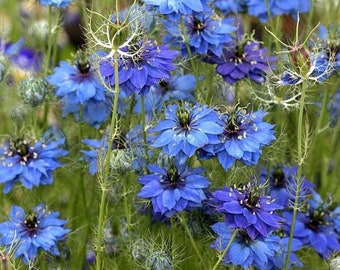 120+ Love-in-a-Mist NIGELLA HEIRLOOM Miss Jekyll Indigo Blue,  Fast Annual Flower Seeds