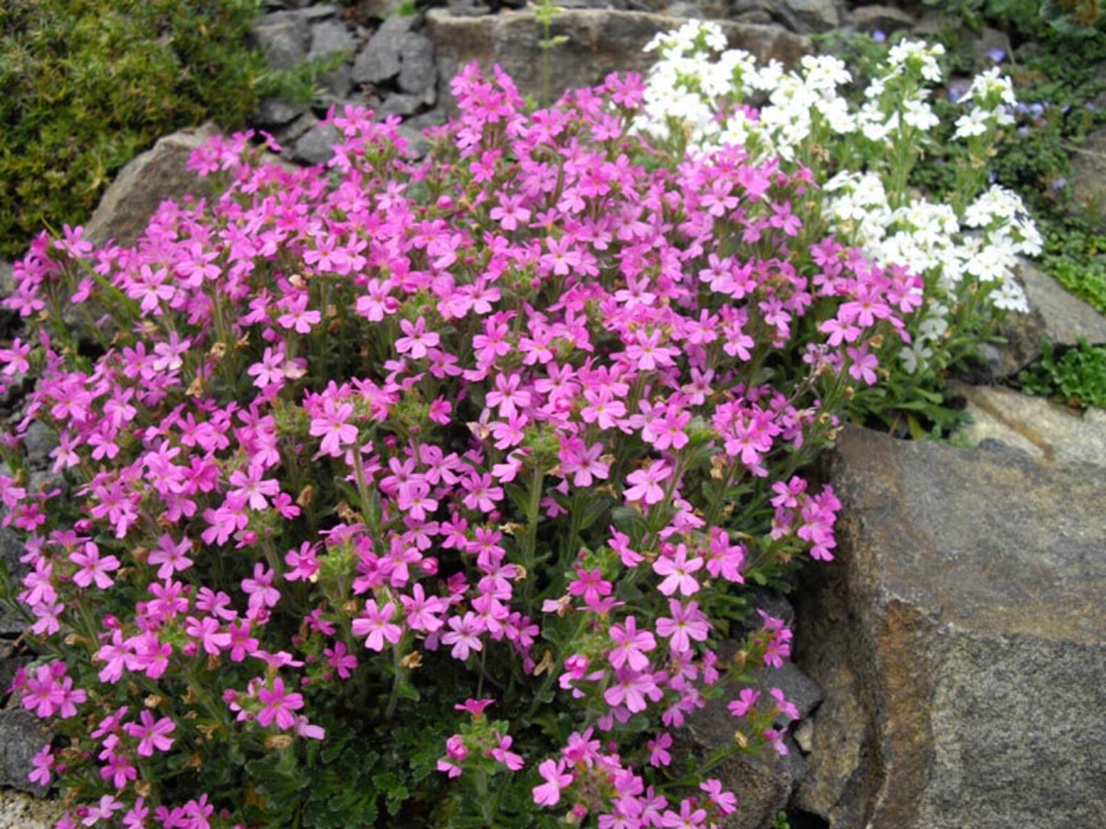 Erinus Alpinus