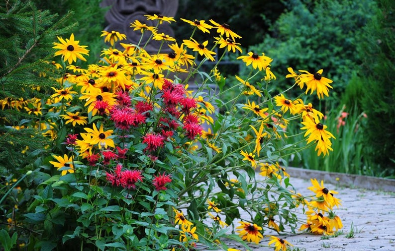 DEER AND RABBIT RESISTANT/ PERENNIAL RUDBECKIA MOROCCAN SUN FLOWER