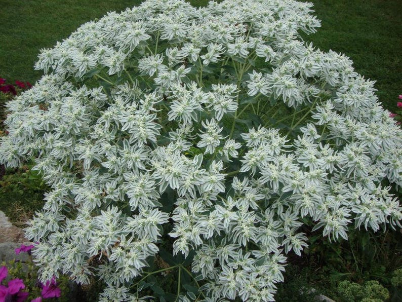 60 SNOW on the MOUNTAIN, Euphorbia Marginata Deer & Rabbit Resistant Annual Flower Seeds image 6