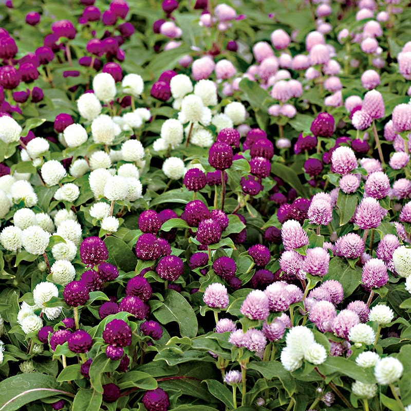 Gomphrena haageana