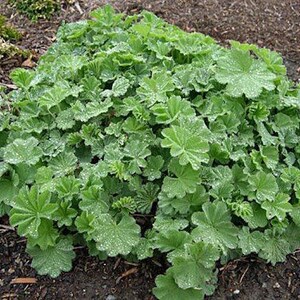 50 LADIES MANTLE Irish Silk, Alchemilla Mollis, Long Lasting Perennial SHADE Flower Seeds image 5