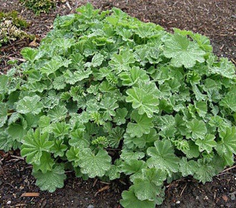 50 LADIES MANTLE Irish Silk, Alchemilla Mollis, Long Lasting Perennial SHADE Flower Seeds image 5