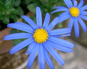 50+  FELICIA CUB SCOUT, aka Kingfisher & Blue Daisy  Fast Annual Flower Seeds