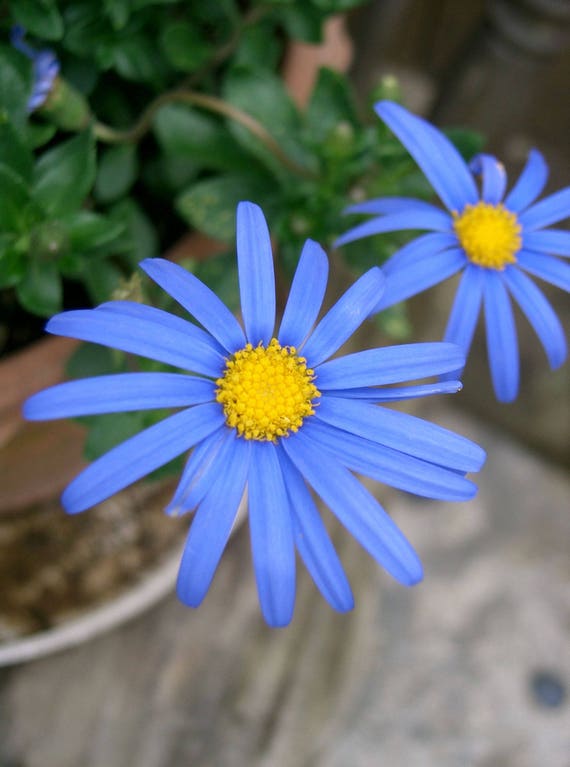 50 Felicia Bergeriana Cub Scout Aka Kingfisher Blue Daisy Etsy