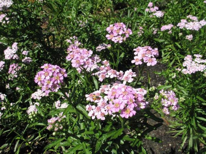 50 YARROW Apple Blossom PINK Achillea Love Parade / Deer & | Etsy