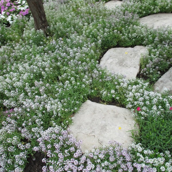 120+  ALYSSUM Sweet Snow White Perennial & FAST ANNUAL Flower Seeds