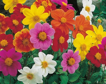 25+   DAHLIA PICCOLO MIX  Hardy Annual Hummingbird Magnet Flower Seeds