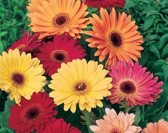 10+  TRUE Gerbera CALIFORNIA  GIANTS Mix  Long Stem Rare  Perennial  Indoor or Out Flower Seeds