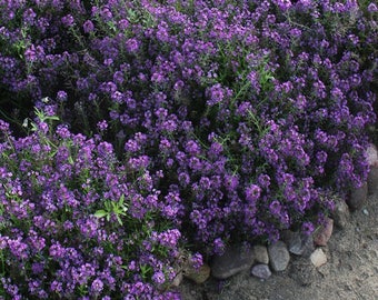120+  ALYSSUM ORIENTAL NIGHT,  Fragrant Violet Purple Self Sows Annual to Perennial Deer Resistant  Flower Seeds