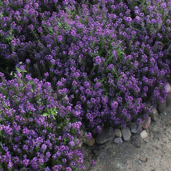 120+  ALYSSUM ORIENTAL NIGHT,  Fragrant Violet Purple Self Sows Annual to Perennial Deer Resistant  Flower Seeds