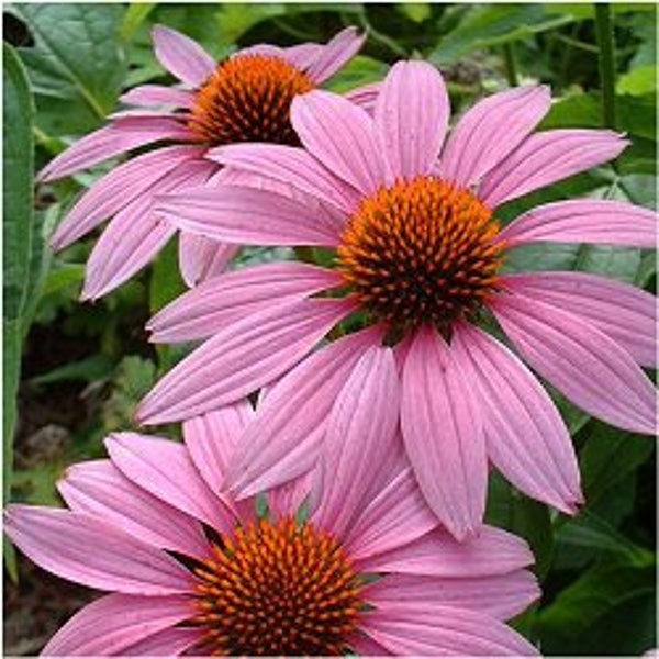 12+  ECHINACEA MAGNUS  RARE Largest Cone Flower Head  Perennial  Deer Resistant Seeds