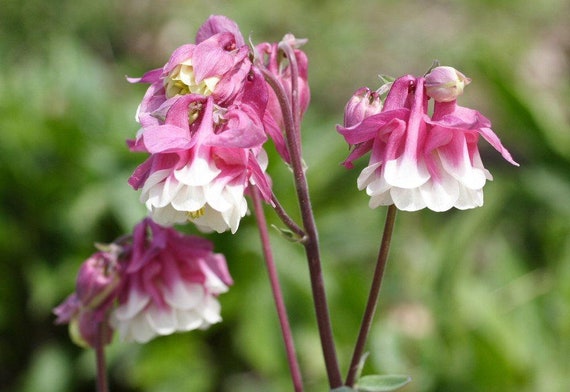 30 Perennial Pink Petticoat Double Pleated Aquilegia Flower Seeds