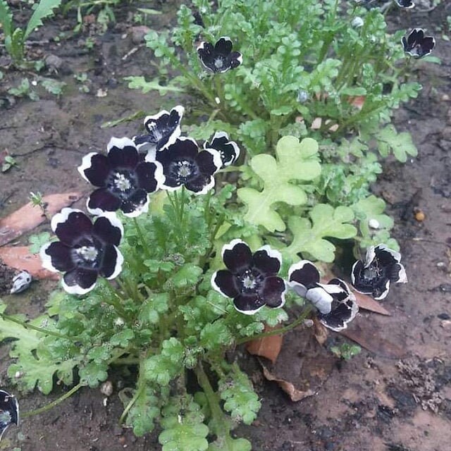 50 Penny Black Aka Pennie Black Annual Perennial Flower Etsy