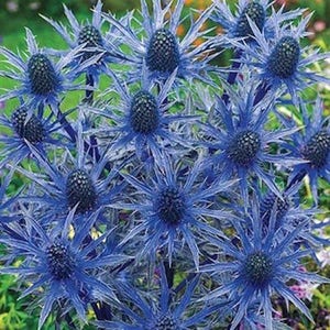 30+  SEA HOLLY ERYNGIUM  Blue Deer & Rabbit Resistant Hardy Perennial Flower Seeds