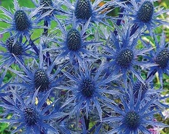 + de 30 graines de fleurs vivaces rustiques SEA HOLLY ERYNGIUM cerf bleu et lapin résistants