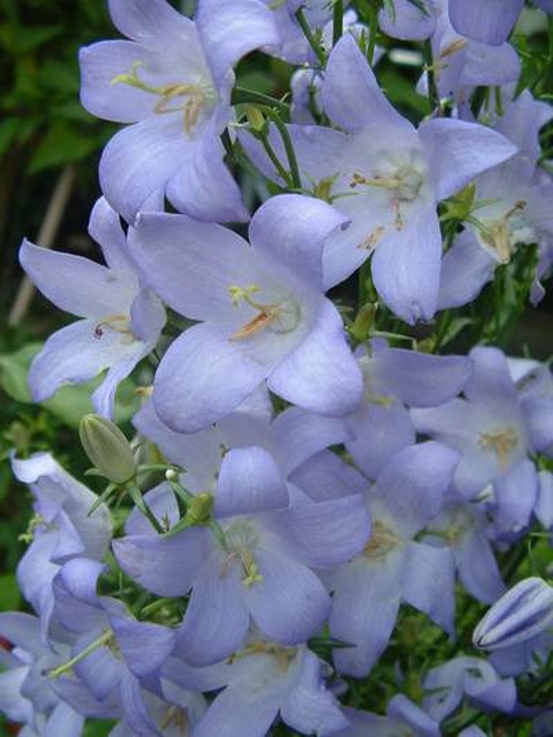 60 CAMPANULA PYRAMIDALIS MIX Chimney Bell Perennial Fragrant 4 6 Ft Tall Flower Seeds image 5