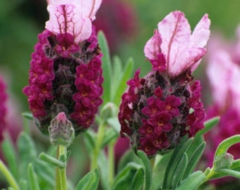 15+  LAVENDER Spanish Bandera RED,  First Year Flowering Lavandula  Perennial  MOST Fragrant Flower Seeds