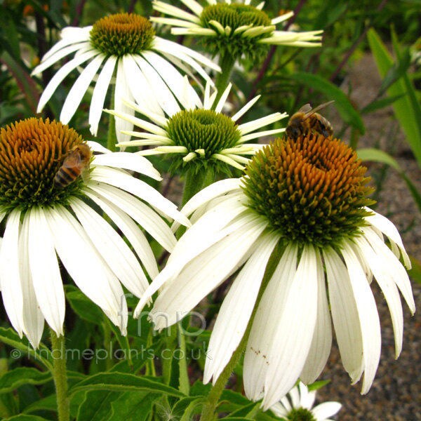 80+  ECHINACEA WHITE SWAN  Perennial Butterfly Magnet  Deer Resistant  Flower Seeds