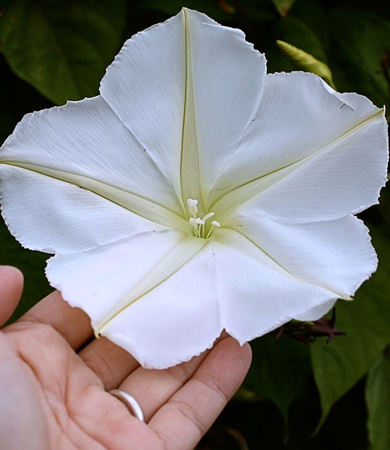 20 MOON FLOWER FRAGRANT Night Bloomer White Morning Glory Etsy