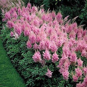 120 ASTILBE Chinensis, Pumila, Lilac Rose 10 inch / Easy SHADE PERENNIAL Flower Seeds image 3